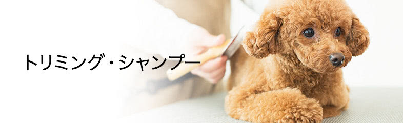 トリミング・シャンプー